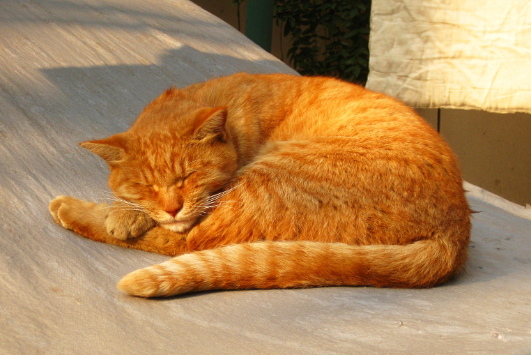 schlafende rote Katze