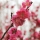 Pflaumenblütenfestival in Nanjing - Wo der Frühling zuerst ankommt